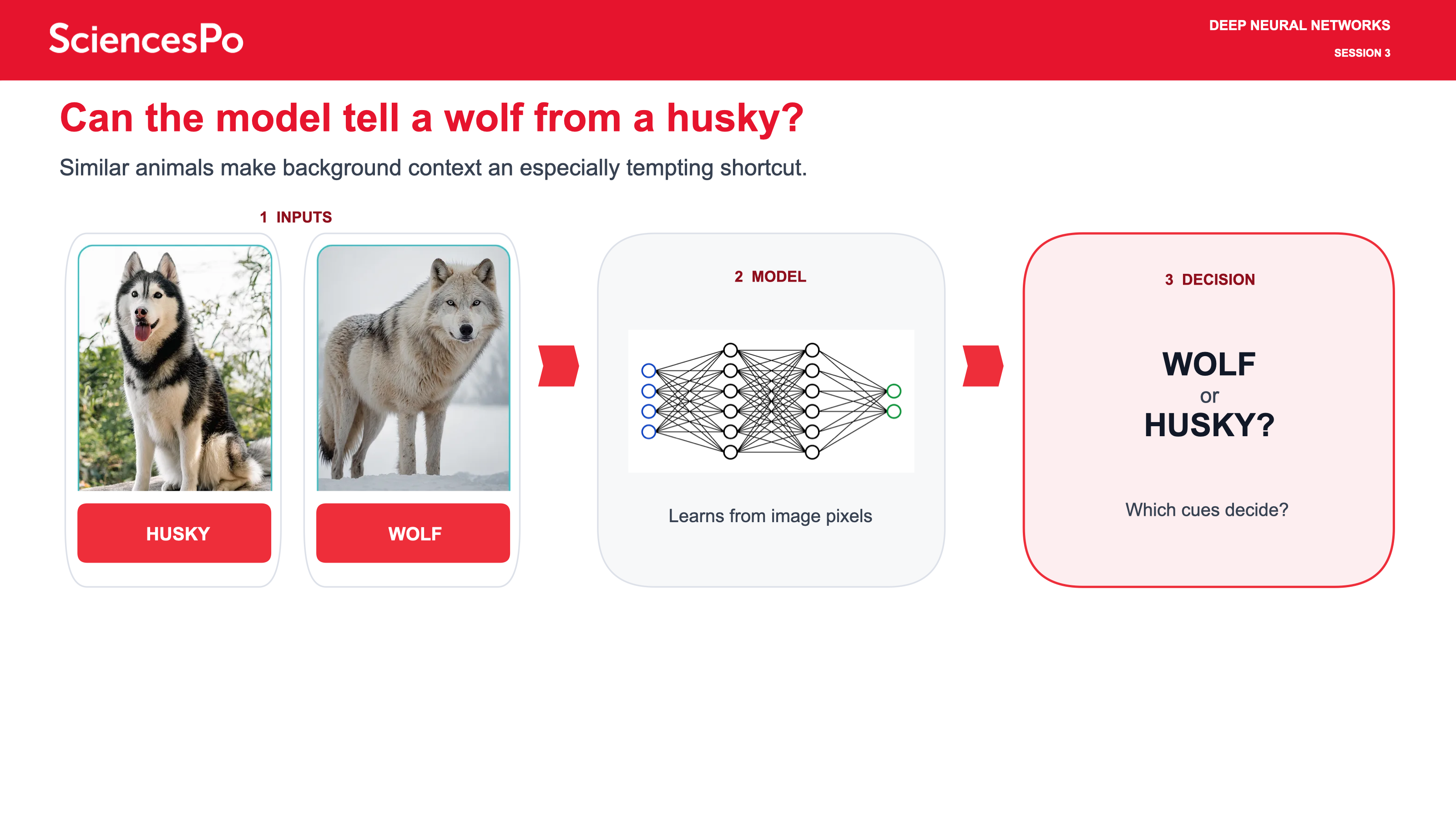 Can the model tell a wolf from a husky?