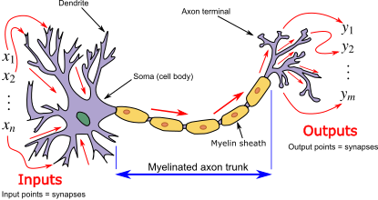 A diagram of a neuron

AI-generated content may be incorrect.